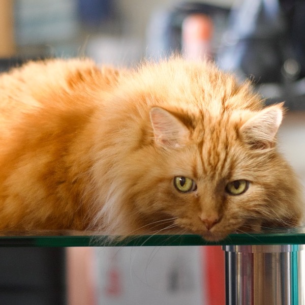 Pet Owner Review